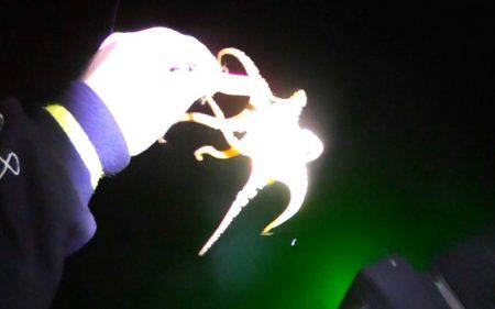 焼津港　アオリイカ釣り